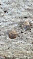 Polygyra cereolus