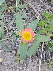 Portulaca umbraticola