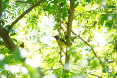 Anthreptes malacensis