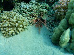 Pterois cincta