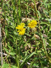 Helianthus californicus