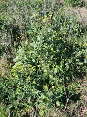 Brassicaceae