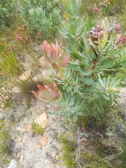 Protea laurifolia