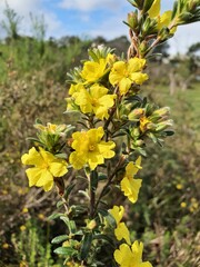 Hibbertia sericea