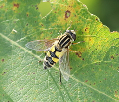 Helophilus trivittatus