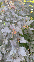 Physocarpus opulifolius