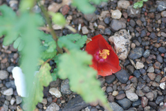 Pentapetes phoenicea