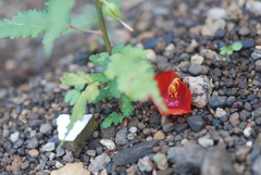 Pentapetes phoenicea