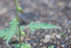 Pentapetes phoenicea