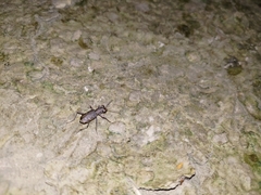 Cicindelina