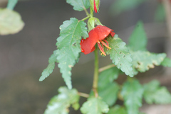 Pentapetes phoenicea