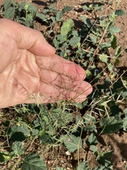 Bouteloua aristidoides