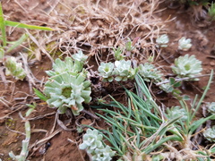 Filago pygmaea pygmaea