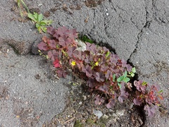 Oxalis stricta rufa