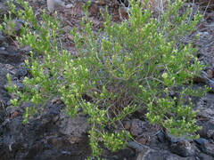 Polycarpaea filifolia image