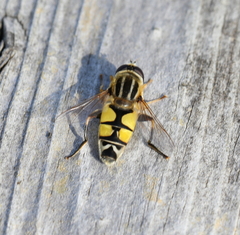 Helophilus trivittatus