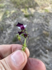 Nemesia barbata