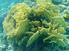 Millepora dichotoma