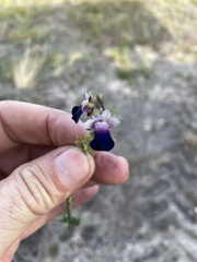 Nemesia barbata