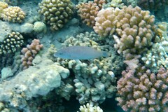 Oxycheilinus digramma