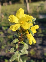 Hibbertia sericea