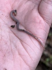 Aporrectodea caliginosa