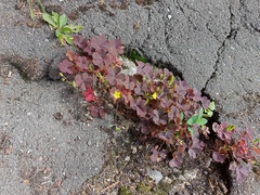 Oxalis stricta rufa