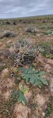 Brunsvigia bosmaniae