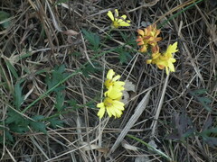 Chrysanthemum indicum