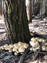 Pholiota