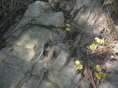Chrysanthemum indicum