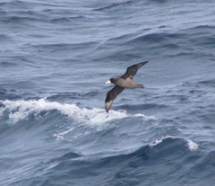 Procellaria aequinoctialis