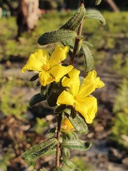 Hibbertia sericea