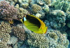 Chaetodon fasciatus