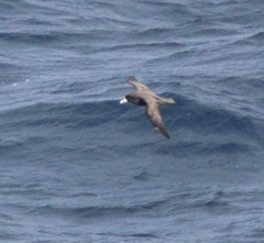 Procellaria aequinoctialis