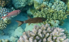 Cheilodipterus macrodon