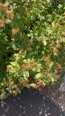 Spiraea japonica