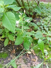 Epilobium pseudorubescens
