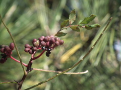 Zanthoxylum schinifolium