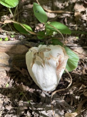 Entoloma abortivum
