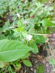 Epilobium pseudorubescens