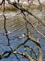 Callonetta leucophrys