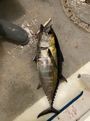 Thunnus atlanticus