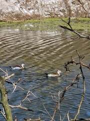 Callonetta leucophrys