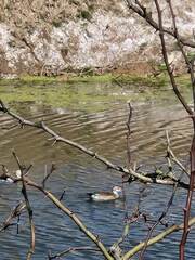 Callonetta leucophrys