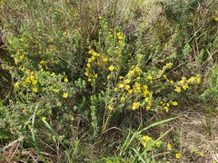 Hibbertia sericea