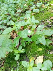 Epilobium pseudorubescens