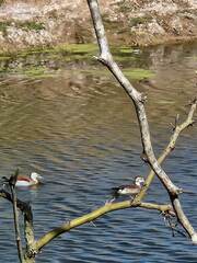 Callonetta leucophrys