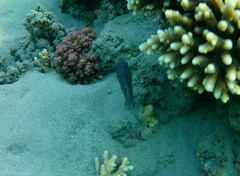 Canthigaster margaritata