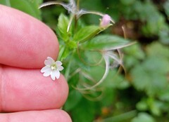 Epilobium pseudorubescens